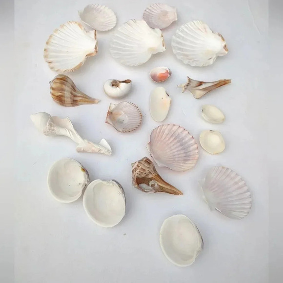 Seashell Lot Clearwater Beach, Florida - Picture 8 of 11